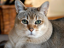 Kitty